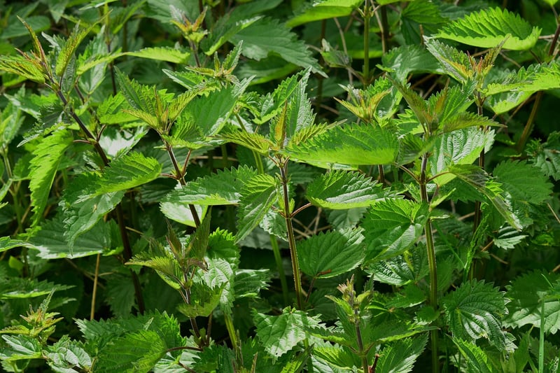Herb Techniques