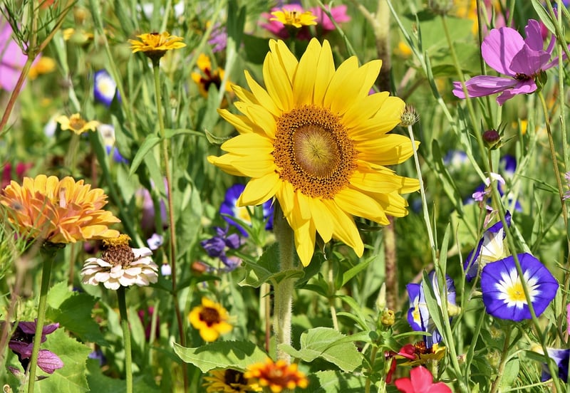 Local Garden