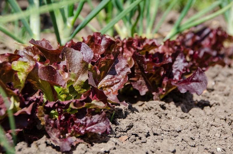 Vegetable Garden